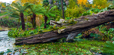 Offer image for: Abbotsbury Tropical Gardens - 20% discount