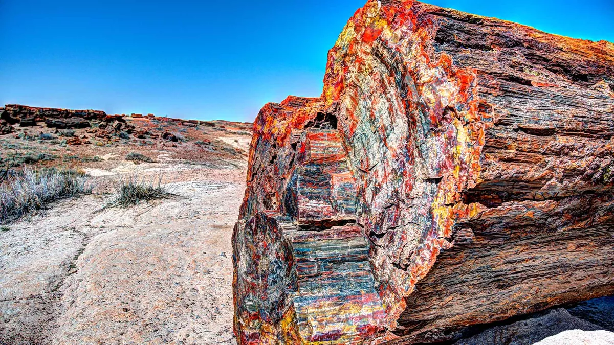 A close up of a cut log showing some amazing colours throughout at Petrified Forest National Park