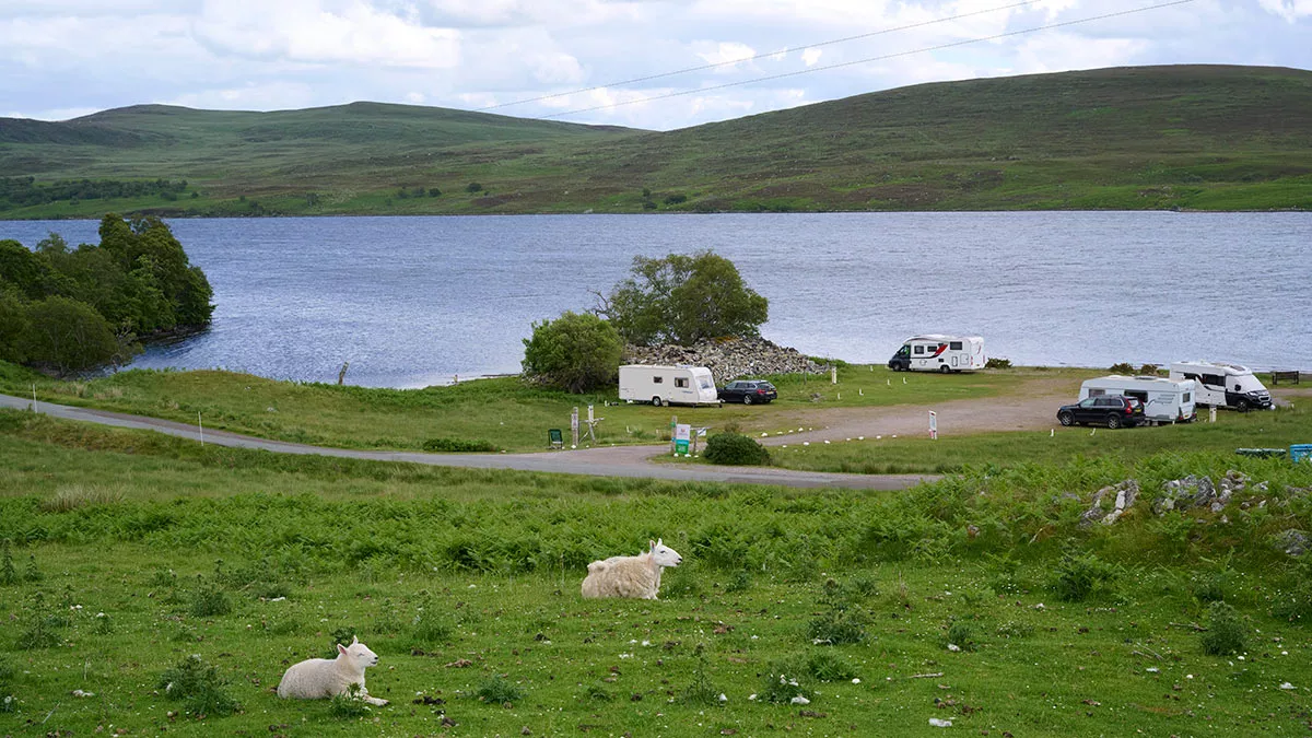 Sheep lazing next to the campsite entrance with Loch Naver in the background.