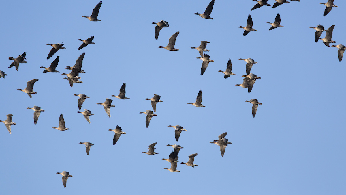 Photo of many pink-footed geese flying in the bright, blue sky
